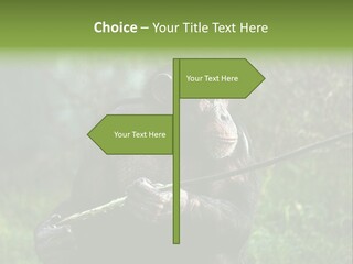 Chimp Furry Wild PowerPoint Template