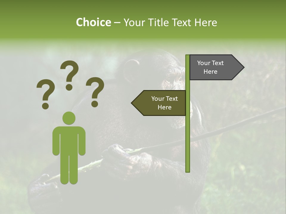 Chimp Furry Wild PowerPoint Template