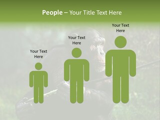 Chimp Furry Wild PowerPoint Template