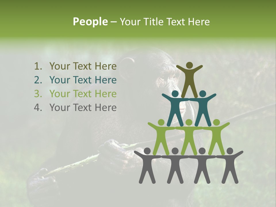 Chimp Furry Wild PowerPoint Template