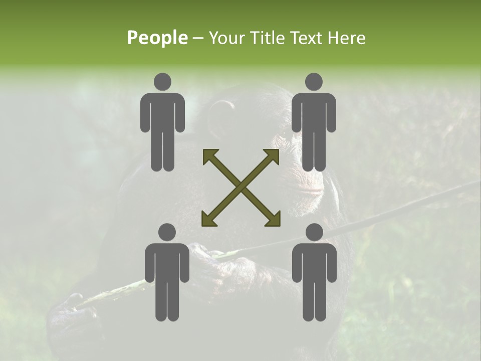 Chimp Furry Wild PowerPoint Template