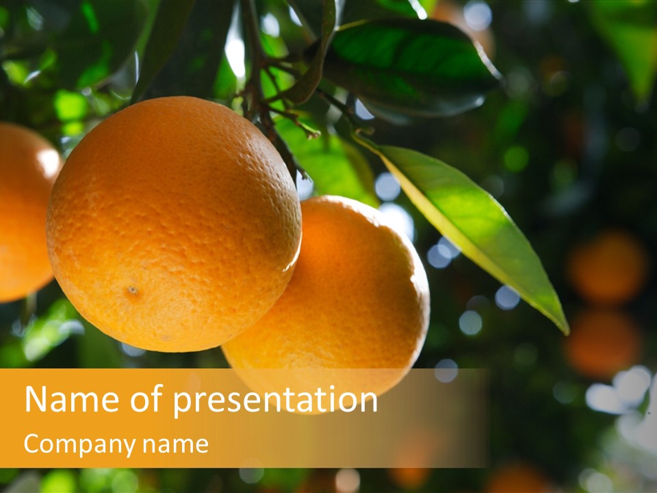 Farming Healthy Citrus PowerPoint Template