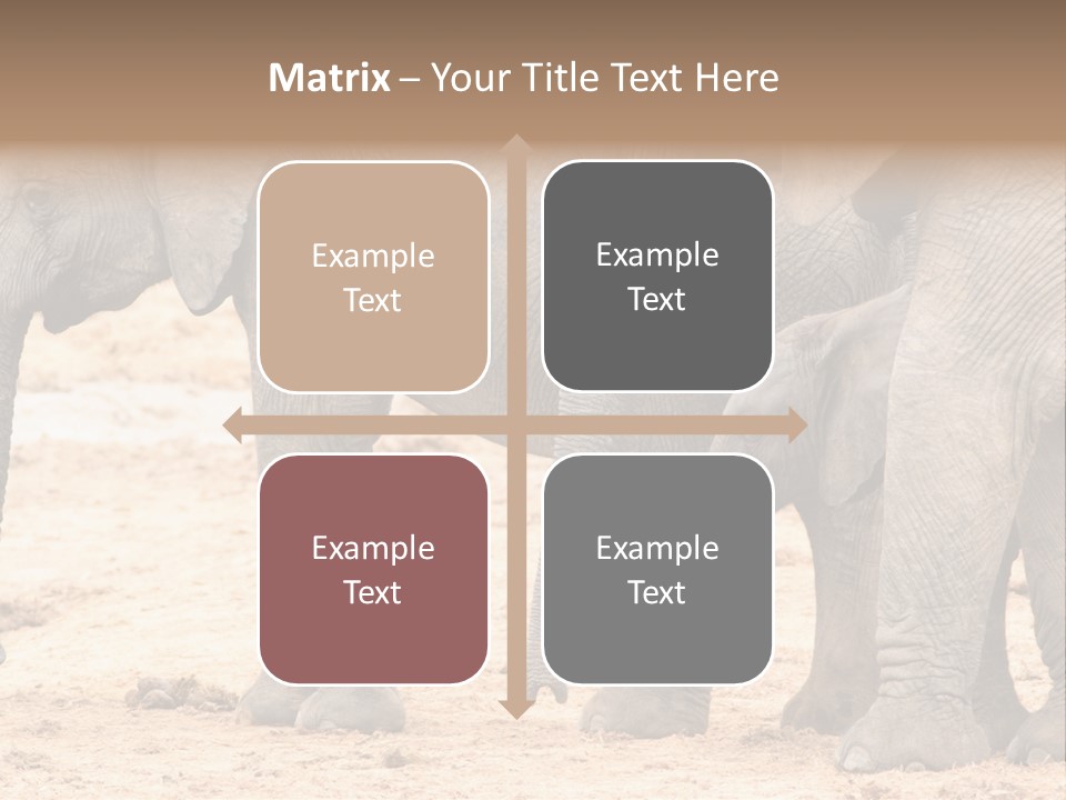 A Group Of Elephants Standing Next To Each Other PowerPoint Template