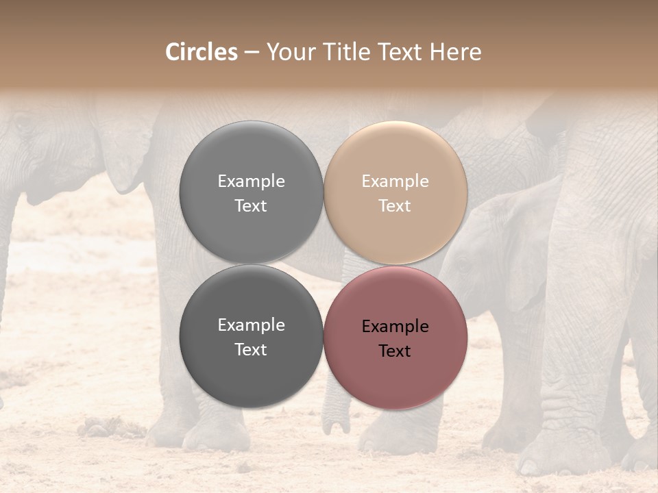 A Group Of Elephants Standing Next To Each Other PowerPoint Template