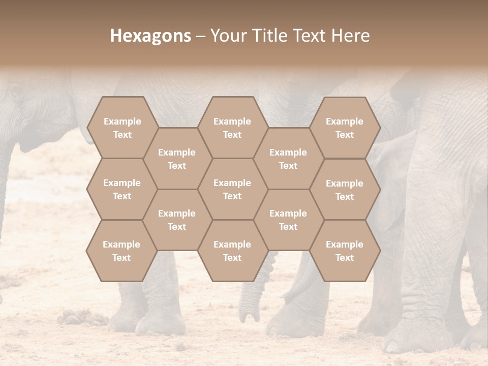 A Group Of Elephants Standing Next To Each Other PowerPoint Template