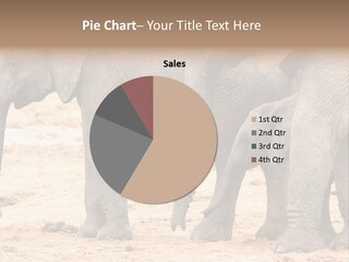 A Group Of Elephants Standing Next To Each Other PowerPoint Template