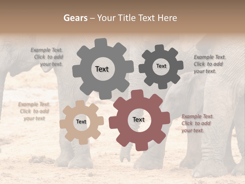 A Group Of Elephants Standing Next To Each Other PowerPoint Template
