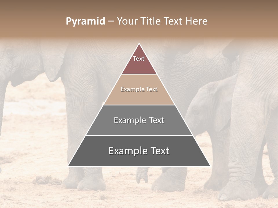 A Group Of Elephants Standing Next To Each Other PowerPoint Template