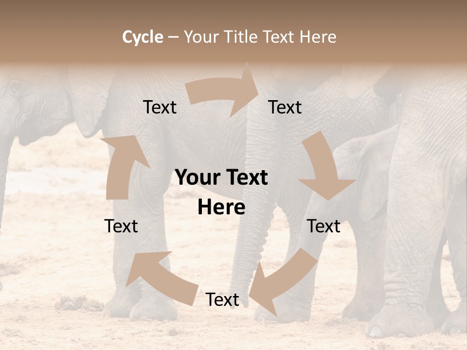 A Group Of Elephants Standing Next To Each Other PowerPoint Template