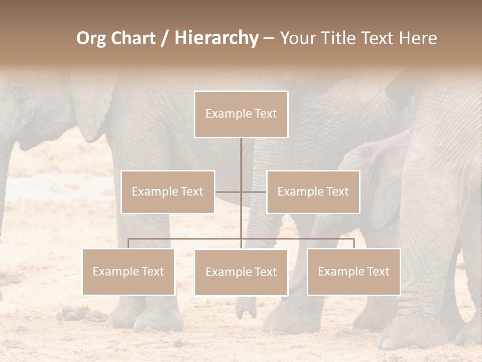 A Group Of Elephants Standing Next To Each Other PowerPoint Template