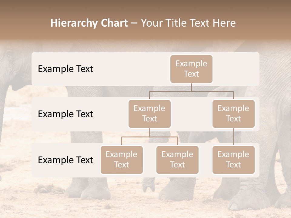 A Group Of Elephants Standing Next To Each Other PowerPoint Template