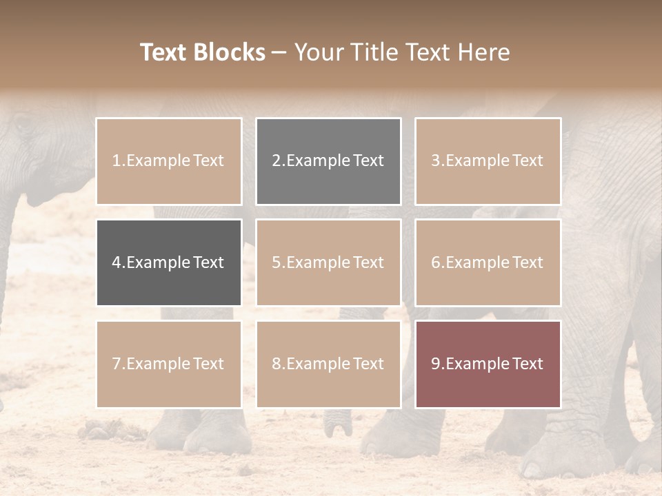 A Group Of Elephants Standing Next To Each Other PowerPoint Template