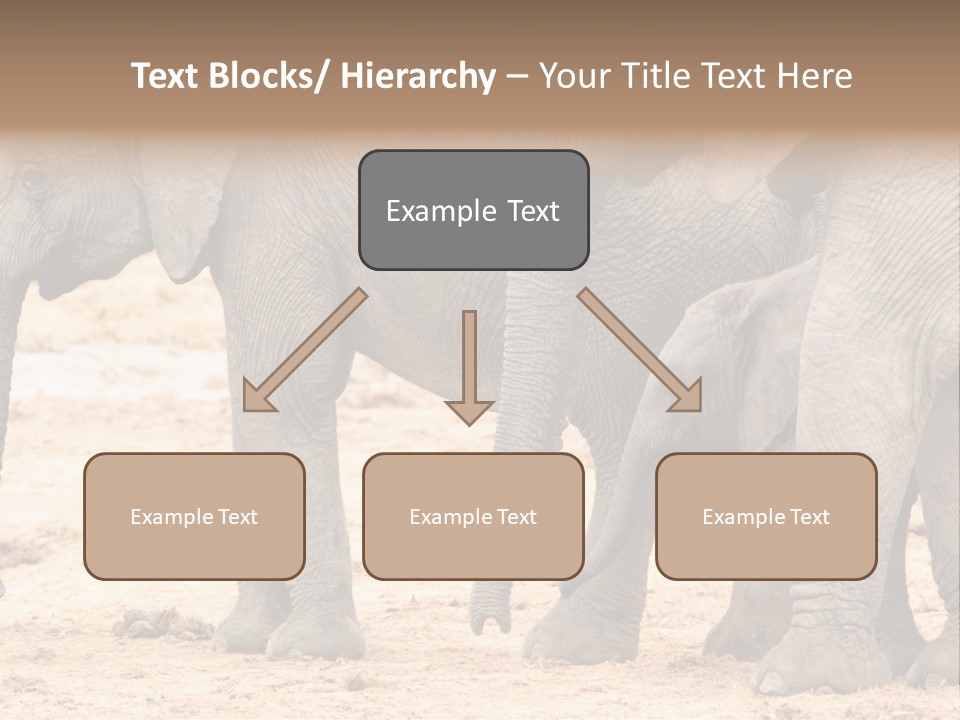 A Group Of Elephants Standing Next To Each Other PowerPoint Template