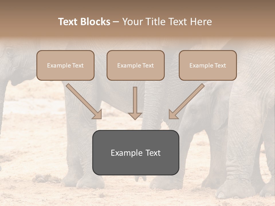 A Group Of Elephants Standing Next To Each Other PowerPoint Template
