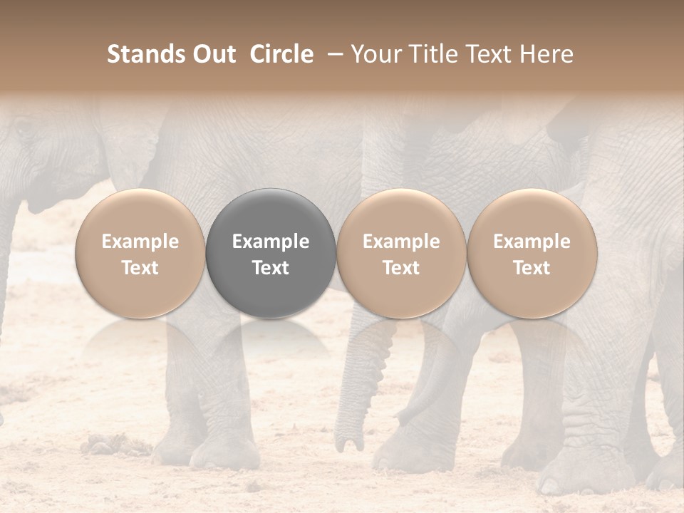 A Group Of Elephants Standing Next To Each Other PowerPoint Template