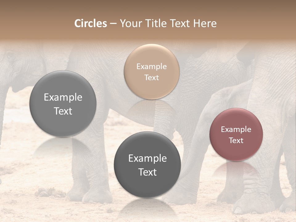 A Group Of Elephants Standing Next To Each Other PowerPoint Template