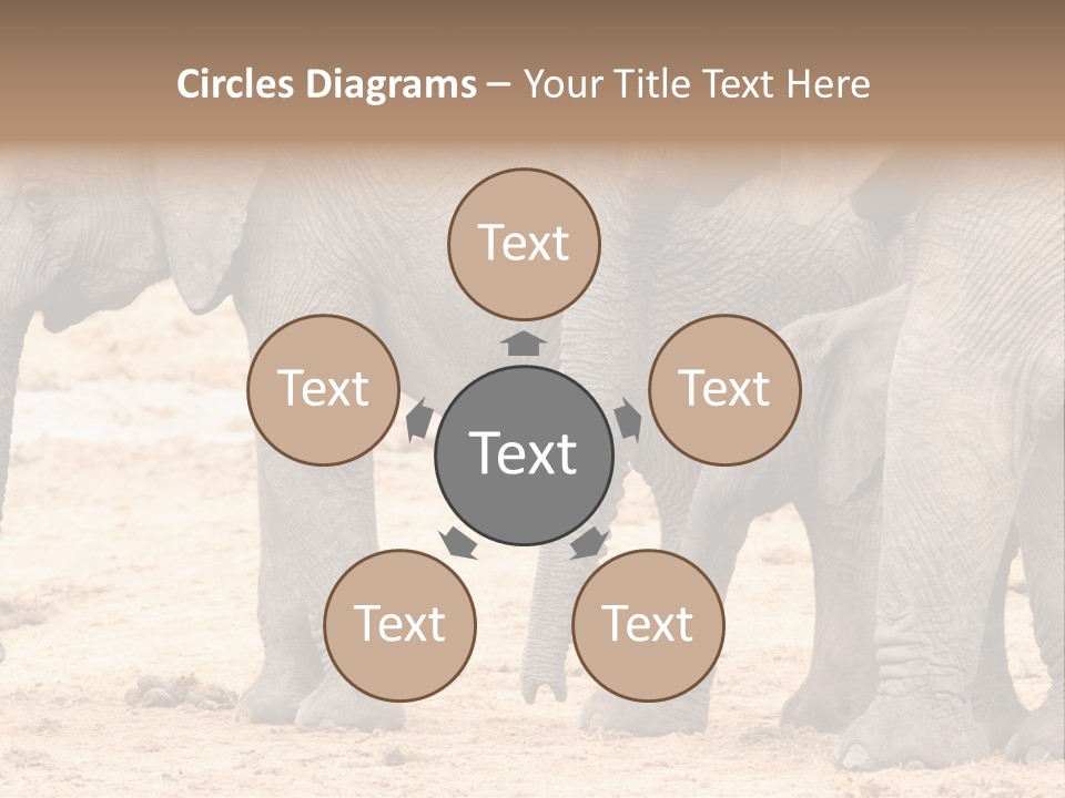 A Group Of Elephants Standing Next To Each Other PowerPoint Template