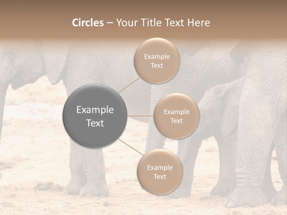 A Group Of Elephants Standing Next To Each Other PowerPoint Template