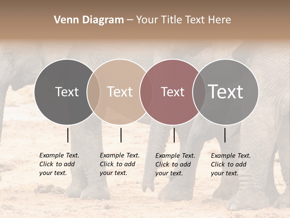 A Group Of Elephants Standing Next To Each Other PowerPoint Template