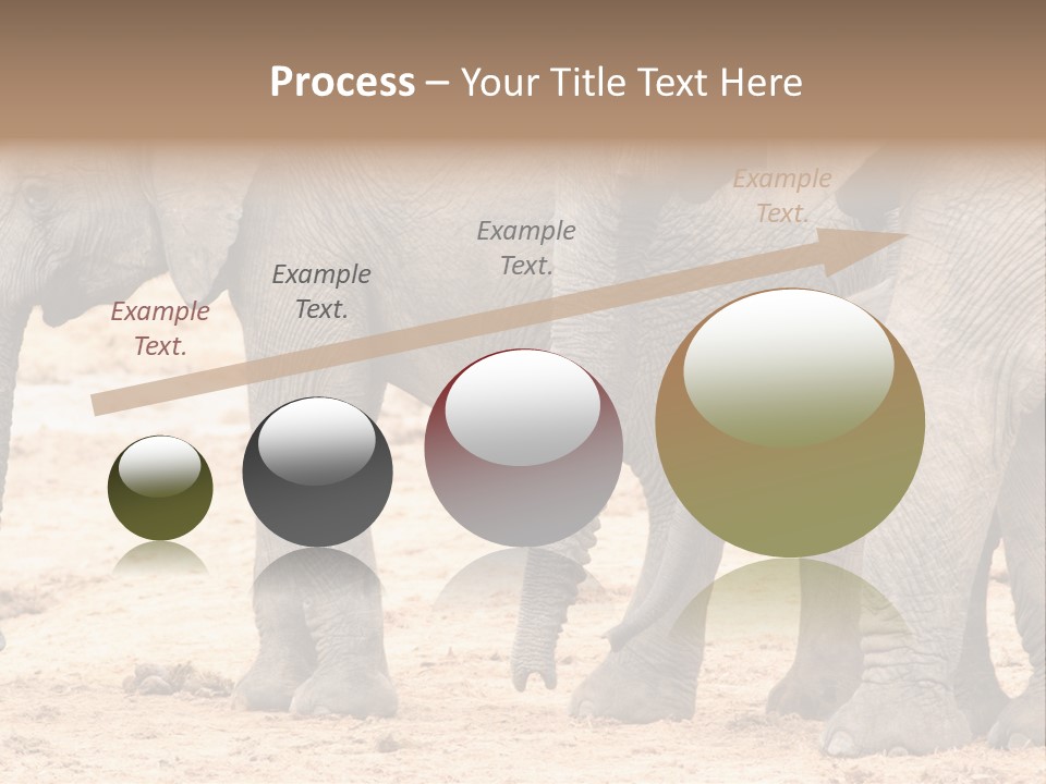 A Group Of Elephants Standing Next To Each Other PowerPoint Template