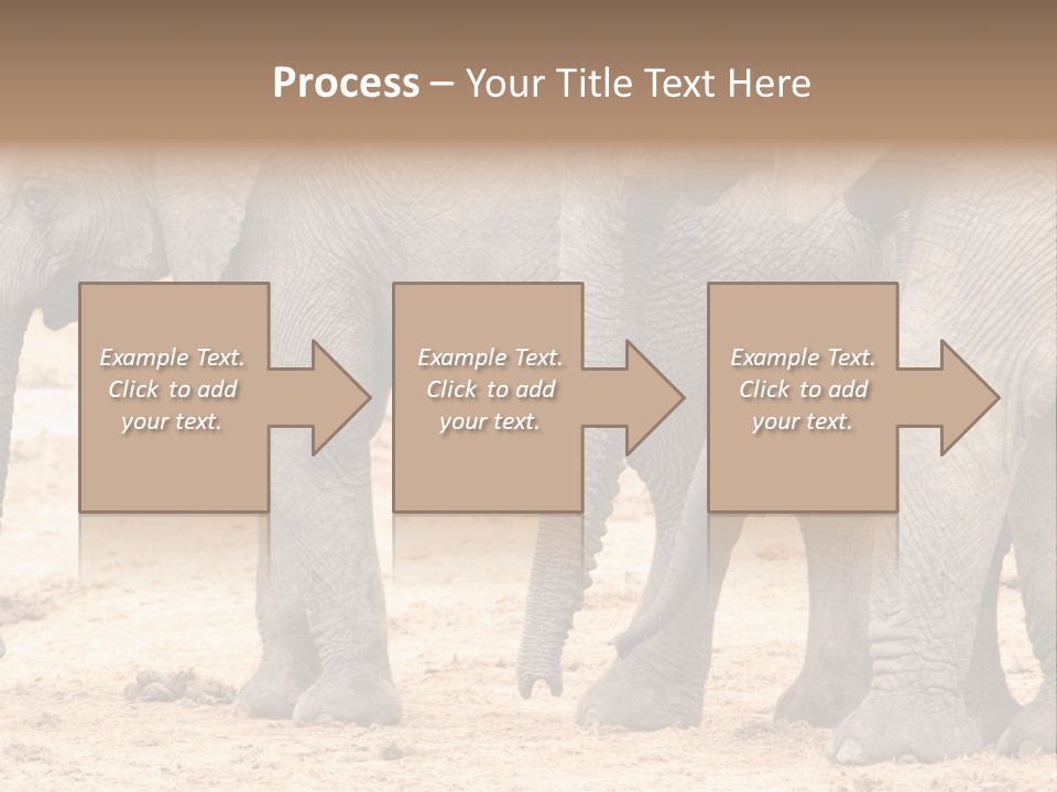 A Group Of Elephants Standing Next To Each Other PowerPoint Template