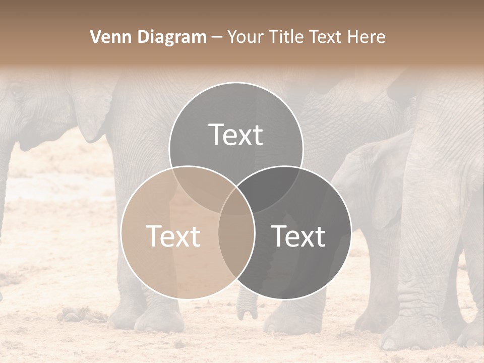 A Group Of Elephants Standing Next To Each Other PowerPoint Template