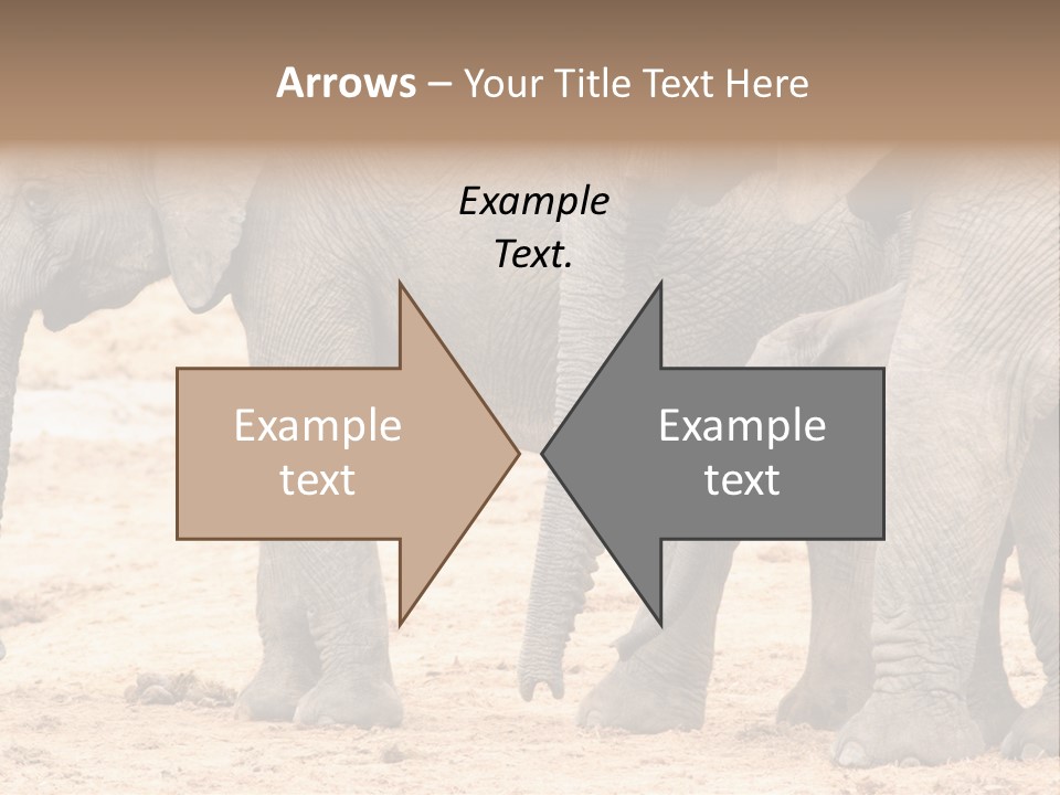 A Group Of Elephants Standing Next To Each Other PowerPoint Template