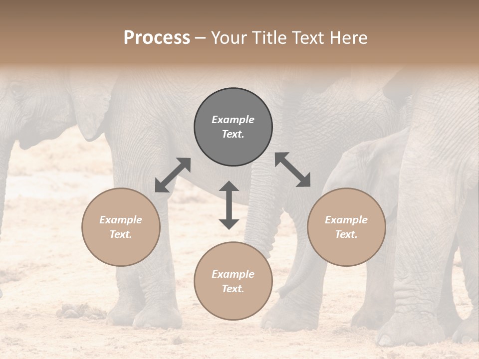 A Group Of Elephants Standing Next To Each Other PowerPoint Template