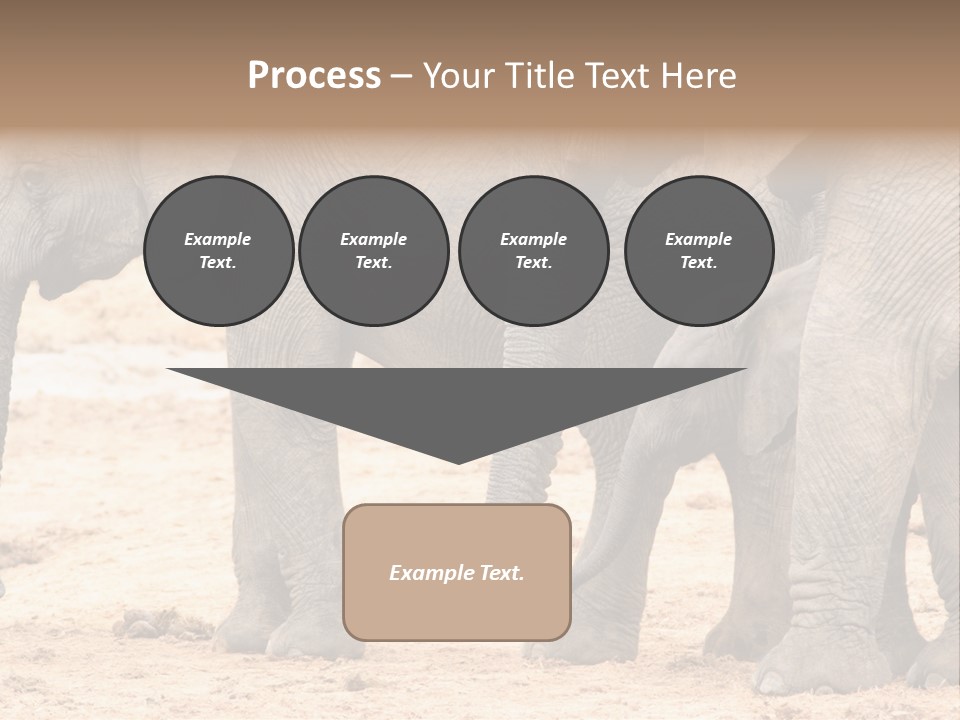 A Group Of Elephants Standing Next To Each Other PowerPoint Template