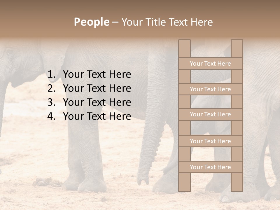 A Group Of Elephants Standing Next To Each Other PowerPoint Template