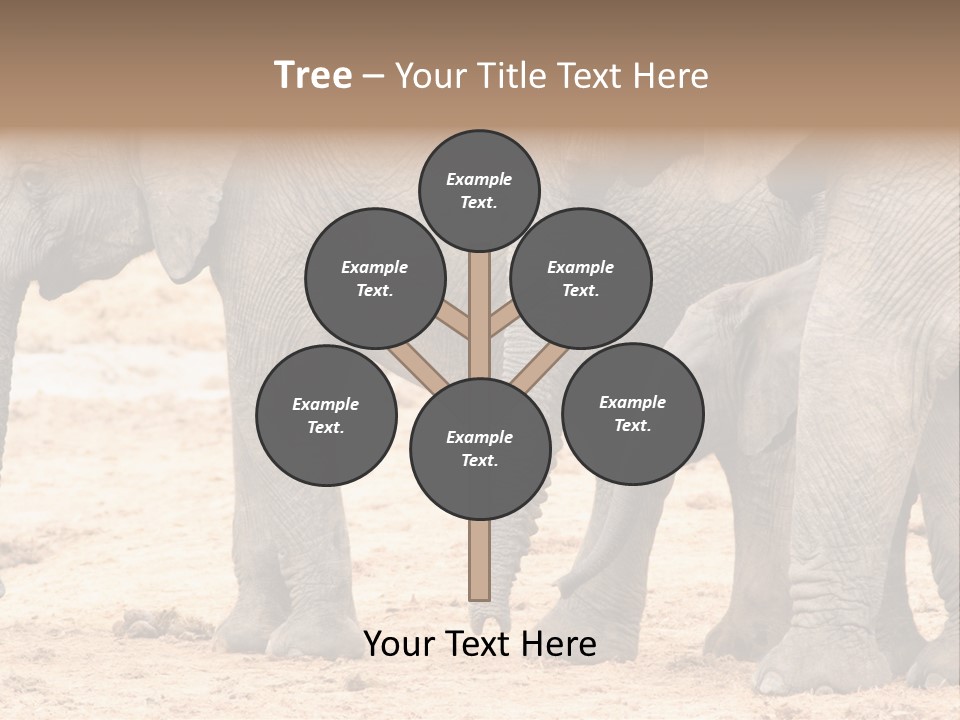 A Group Of Elephants Standing Next To Each Other PowerPoint Template