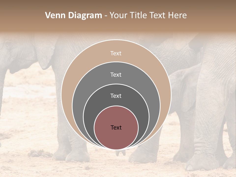 A Group Of Elephants Standing Next To Each Other PowerPoint Template