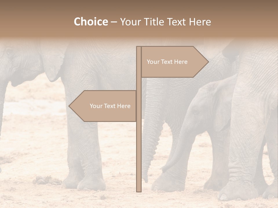 A Group Of Elephants Standing Next To Each Other PowerPoint Template
