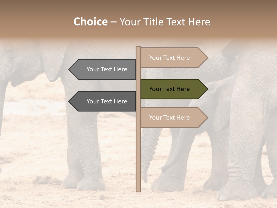 A Group Of Elephants Standing Next To Each Other PowerPoint Template
