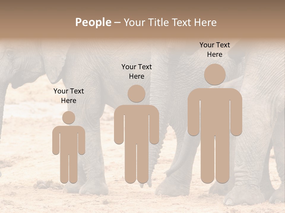 A Group Of Elephants Standing Next To Each Other PowerPoint Template