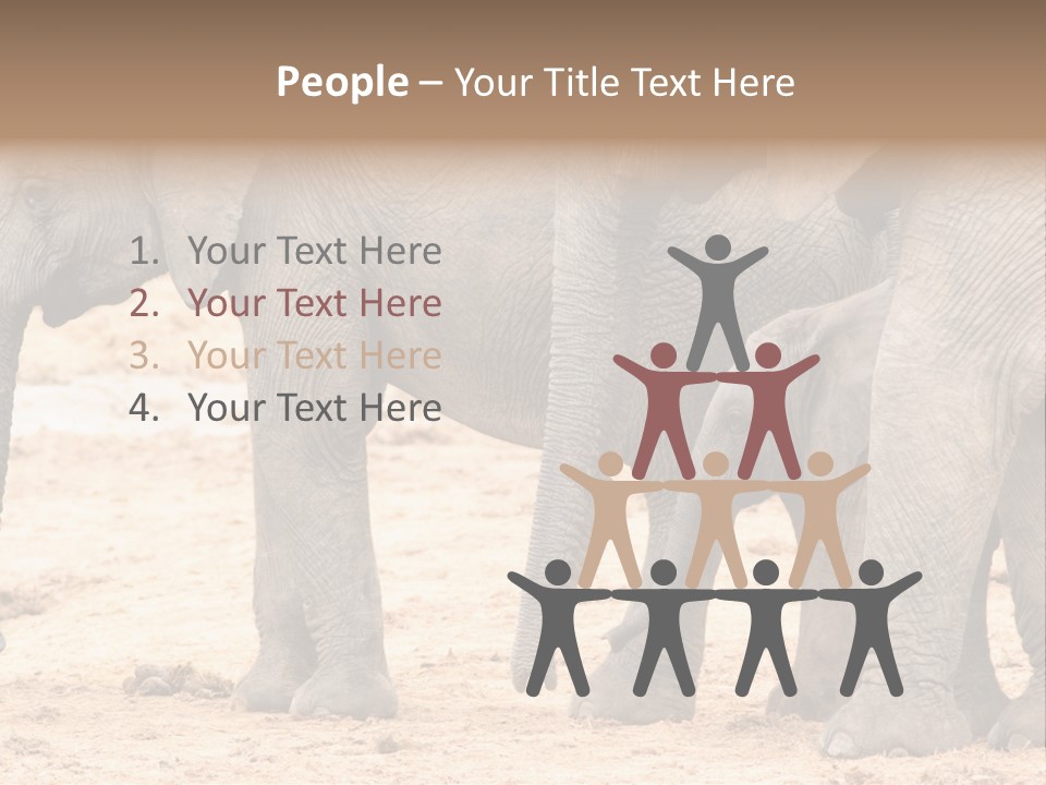 A Group Of Elephants Standing Next To Each Other PowerPoint Template