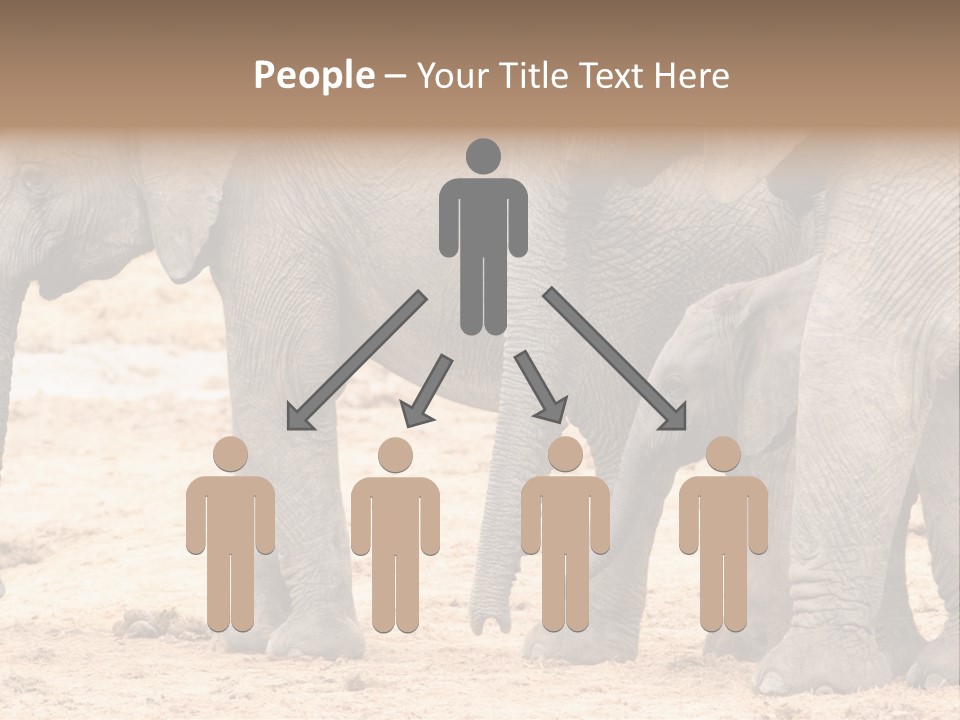 A Group Of Elephants Standing Next To Each Other PowerPoint Template