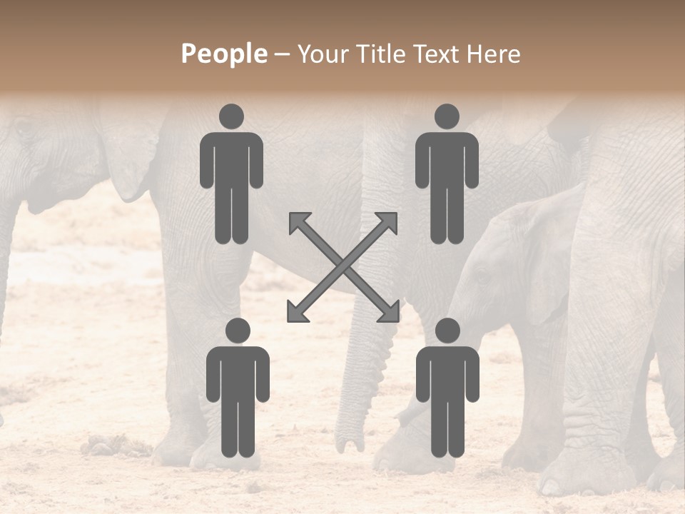 A Group Of Elephants Standing Next To Each Other PowerPoint Template