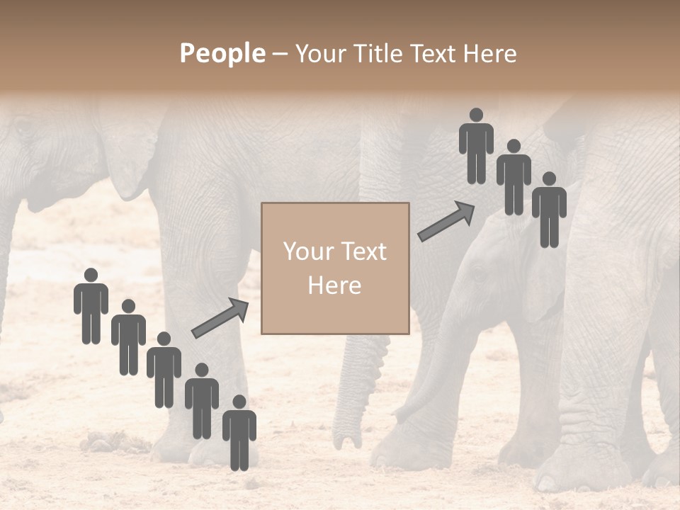 A Group Of Elephants Standing Next To Each Other PowerPoint Template