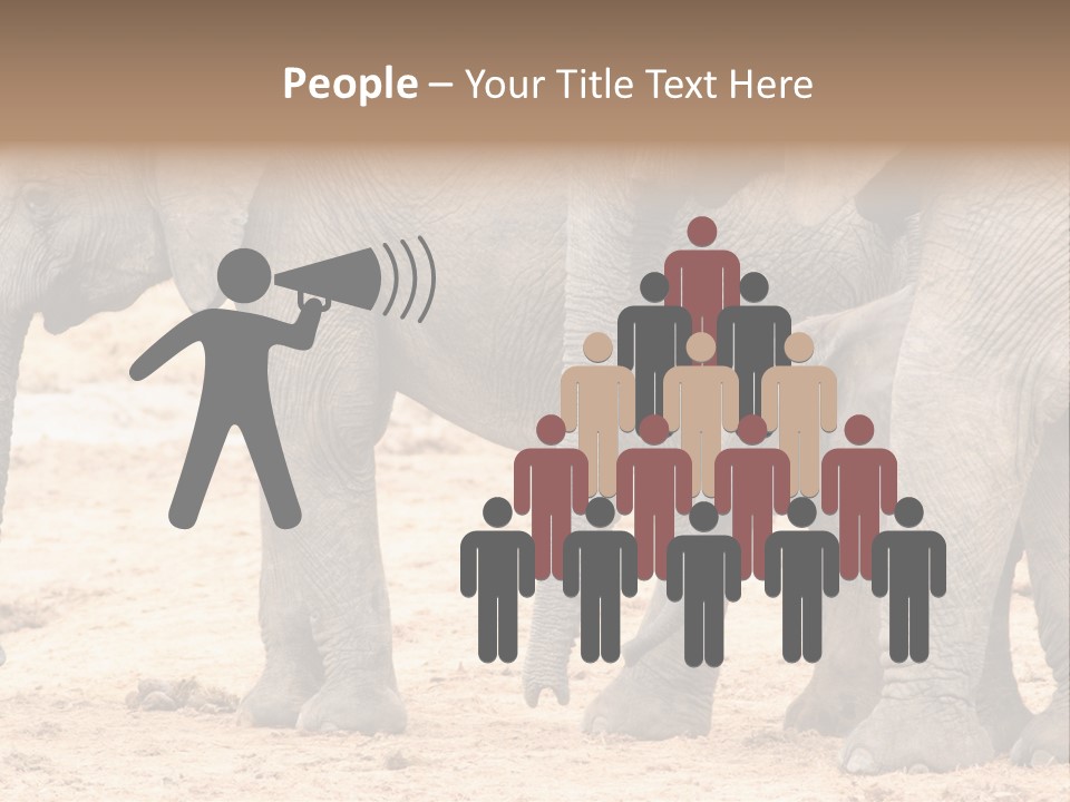 A Group Of Elephants Standing Next To Each Other PowerPoint Template