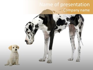 Puppy Black Cut PowerPoint Template