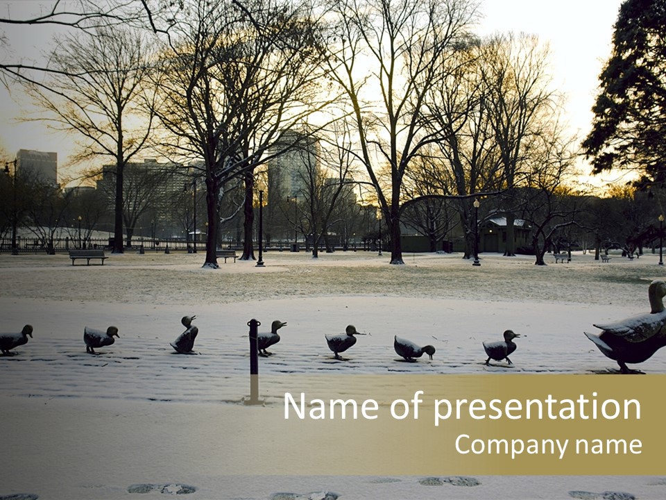 A Group Of Ducks Walking Across A Snow Covered Park PowerPoint Template