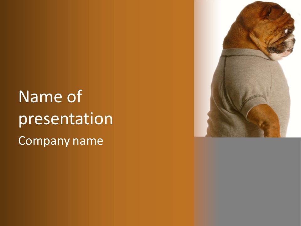 Stocky Canine Sponge PowerPoint Template