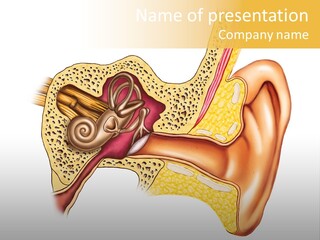 Eardrum Inner Sound PowerPoint Template