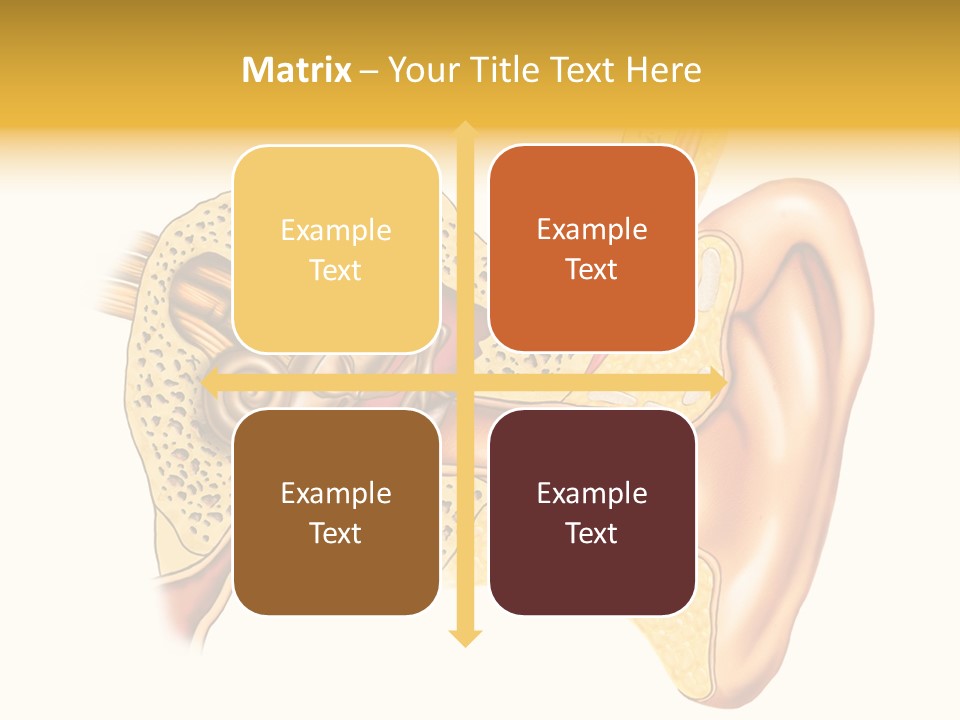 Eardrum Inner Sound PowerPoint Template