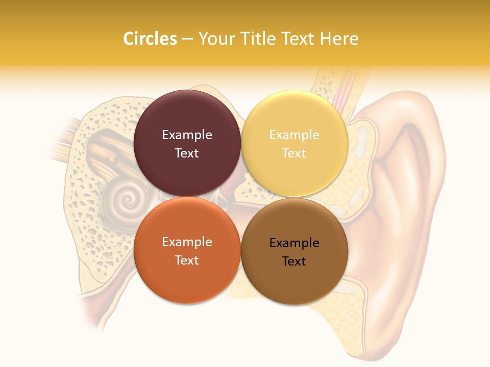 Eardrum Inner Sound PowerPoint Template