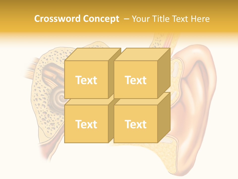 Eardrum Inner Sound PowerPoint Template