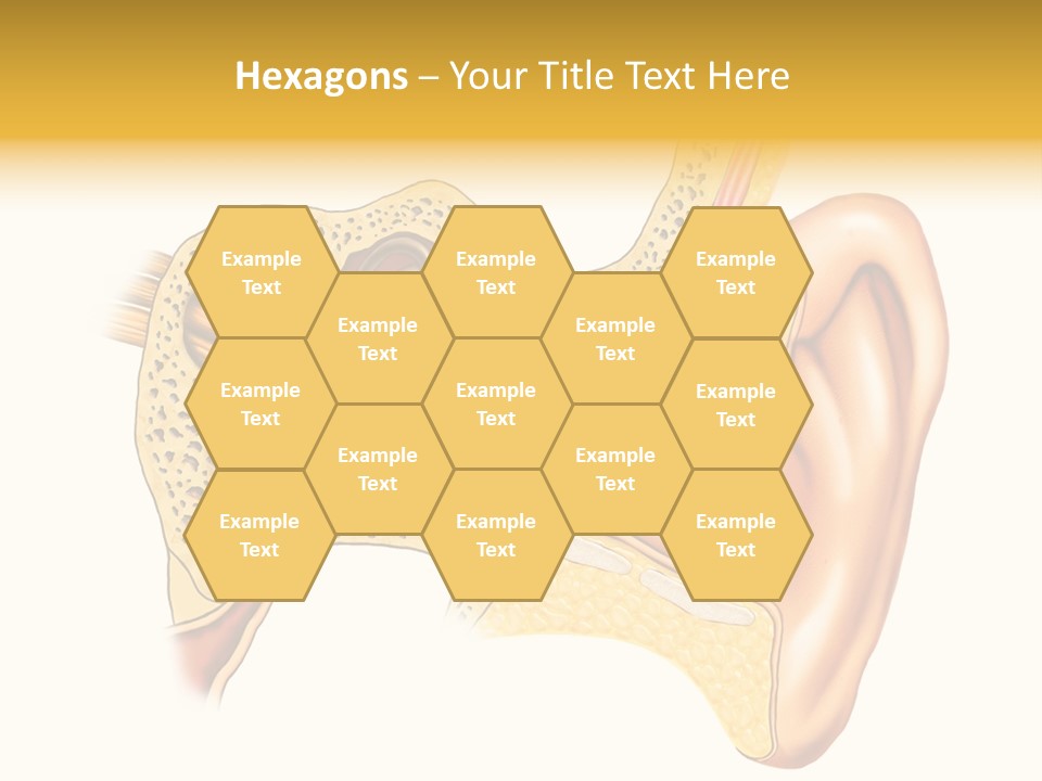 Eardrum Inner Sound PowerPoint Template
