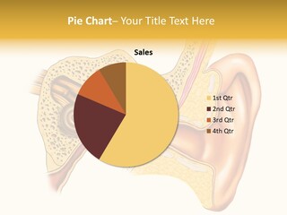 Eardrum Inner Sound PowerPoint Template