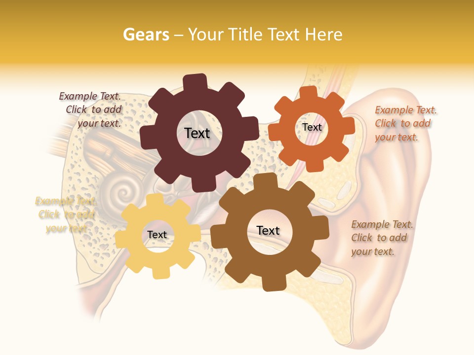 Eardrum Inner Sound PowerPoint Template